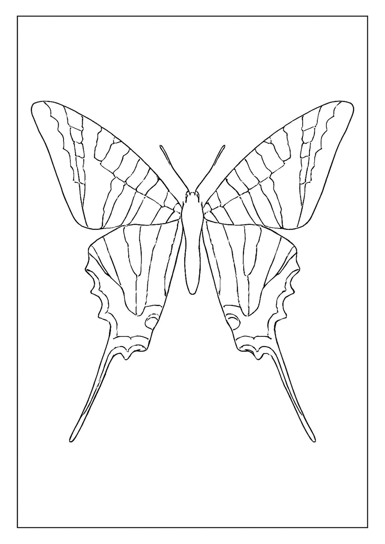 A Unique Zebra Swallowtail Butterfly Coloring Page With Long Streamer Tails And Bold Wing Striations.